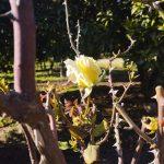 Quinta CSA - Setúbal