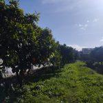 Quinta CSA - Setúbal