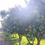 Quinta CSA - Setúbal